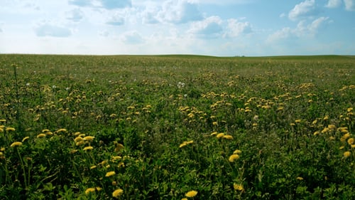 Dandelion Field Under a Blue Sky