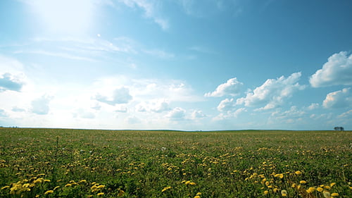 Wide View of Dandelion Field Under Blue Sky