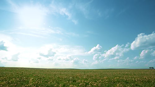 Blu Sky Over The Sunny Field