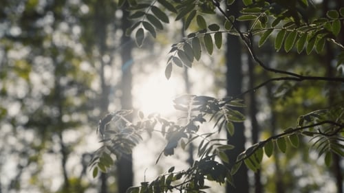 L'aube dans la forêt