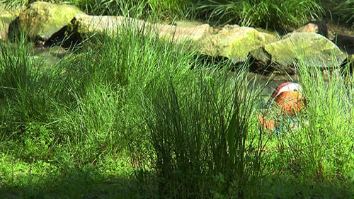 Mandarinenente sitzt im Gras am Ufer des Baches