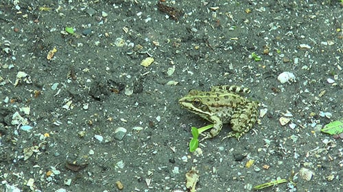 Close Up of a Frog on Muddy Ground