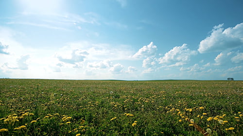 Scenic Dandelion Meadow Under a Clear Blue Sky
