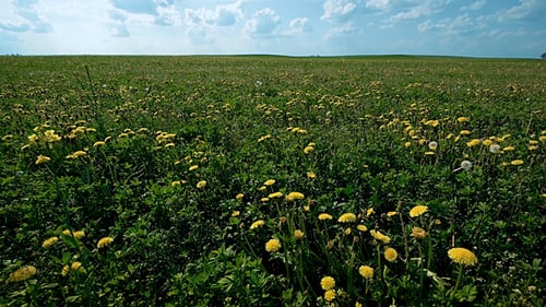 Dandelion Field Under a Blue Sky