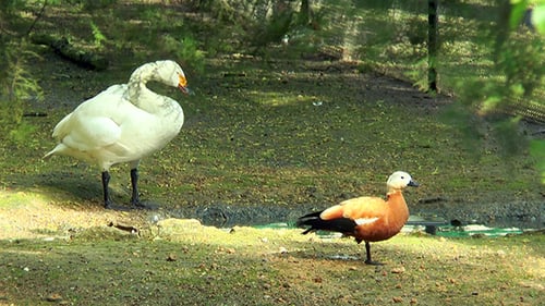 Whooper Swan und Duck am Ufer des Baches