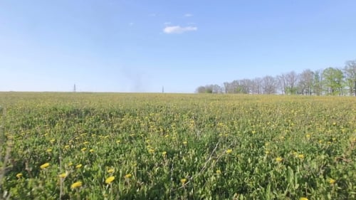 Gelbe Blasbälle