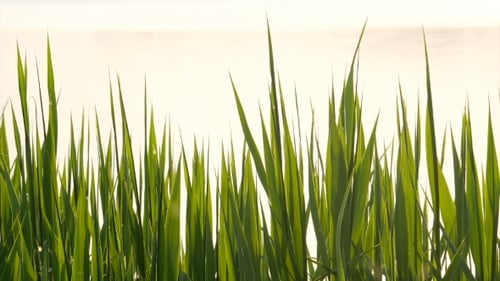 Vibrant Green Grass Blowing Gently in the Breeze