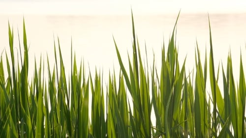 Lush Green Grass Swaying Gently in the Breeze
