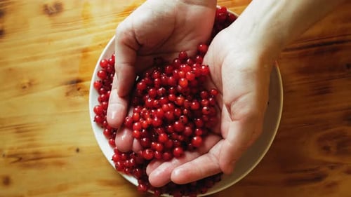 Hands Holding Plump Red Currants in a Bowl