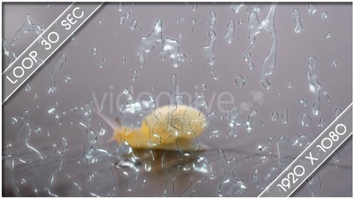 Realistic Rain Drops on Glass Overlay