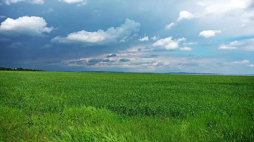Flying Over A Field Of Wheat