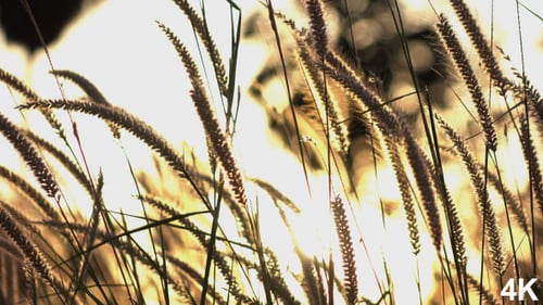 Tall Golden Weeds Blowing in Sunrise Wind