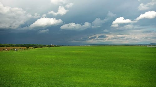 Flying Over A Field Of Wheat