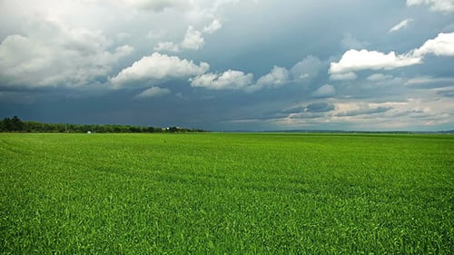 Flying Over A Field Of Wheat