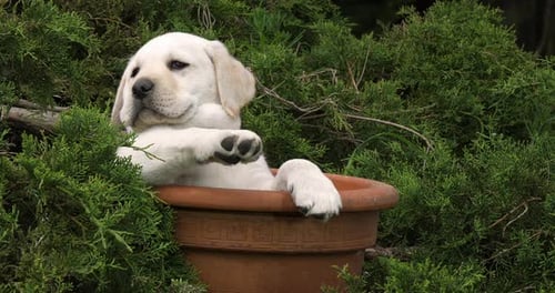 Yellow Labrador Retriever, Puppy Playing in a Flowerpot, Normandy, Slow Motion 4K
