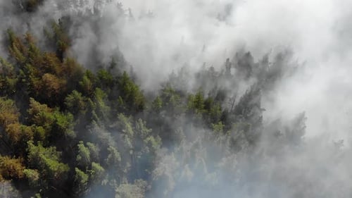 Forest Fires Are Burning Violently