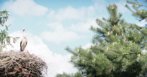 Storch im Nest