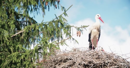 Storch im Nest