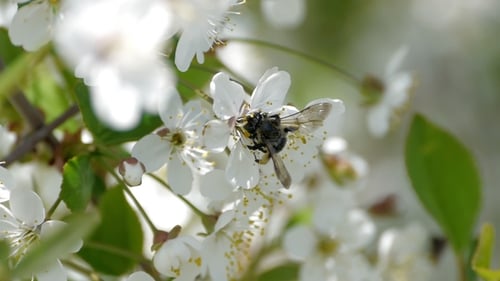 Bee Pollinating Flowering Trees Spring Flowers