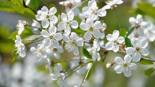 Bee Pollinating Flowering Trees Spring Flowers