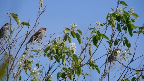 Schwarm Spatzen thront auf den Zweigen von Bäumen vor dem blauen, klaren Himmel, Natur, Tiervogel