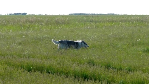 Dog Trotting Through Grassy Rural Field