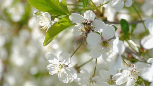 Árvores floridas de polinização de abelhas Flores