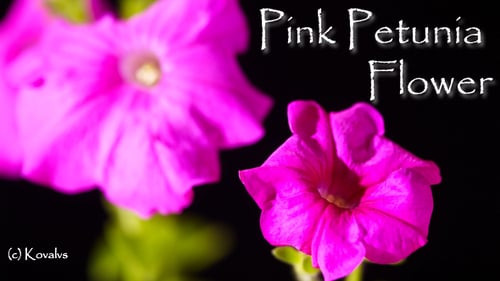 Bright Pink Petunia Flowers on Black Background