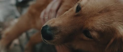 Extreme close up of a person petting a golden retriever dog, slow motion