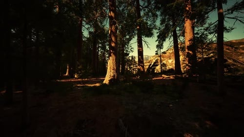 Giant Sequoia Trees Towering Above the Ground in Sequoia National Park