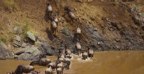 Wildebeest Herd Crossing River