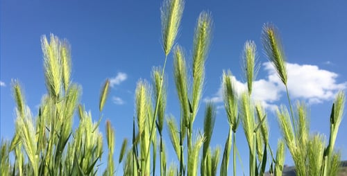 Agriculture