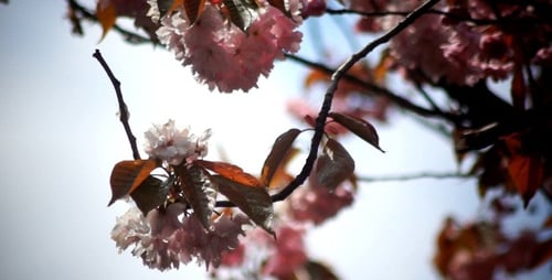 Spring Blossom Sakura Branch Wind 2