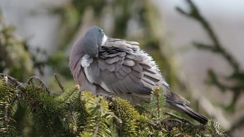 Wildtaube reinigt Federn an einem Weihnachtsbaumzweig
