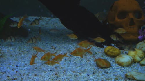 Many small fishes swimming in an aquarium
