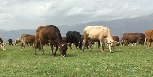 Cows Grazing Peacefully in Lush Green Pasture