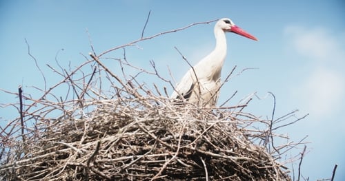 Storch im Nest