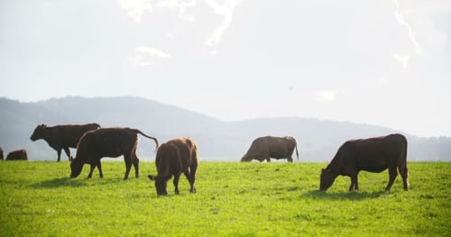 Cows Grazing Peacefully on Green Pasture