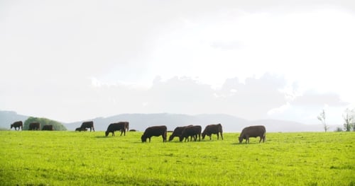 Cows Grazing Peacefully in Lush Green Pasture
