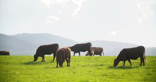 Cows Grazing in Green Pasture