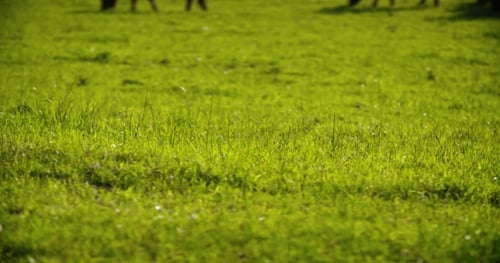 Cattle Grazing Peacefully on Green Countryside Pasture