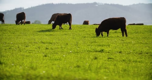 Cattle Grazing Peacefully in a Green Pasture
