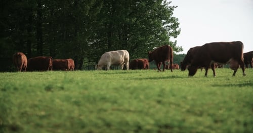 Cows Grazing Peacefully in a Green Pasture
