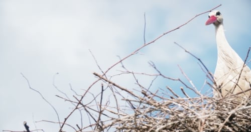 Stork in Nest Against Bright Blue Sky