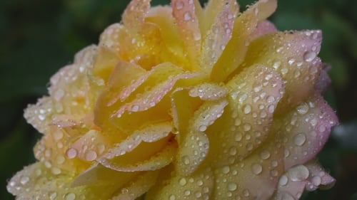 Close-Up Flower with Water Droplets