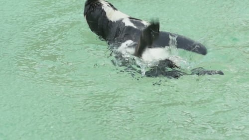 Penguin Swimming in Clear Water