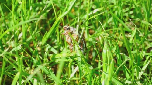 May-bug Beetle In Grass