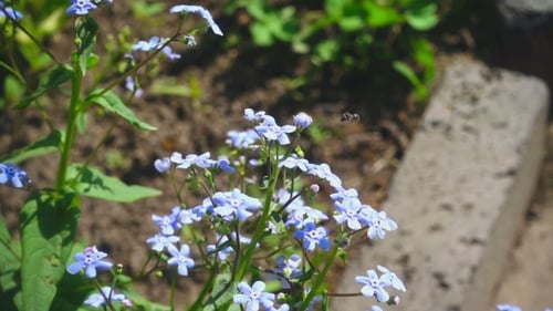 Delicate Blue Flowers in Sunny Garden Setting