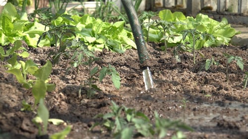 Watering Tomato and Lettuce Plants in a Garden