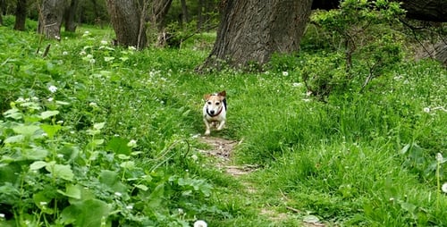 Dog in the Park 9